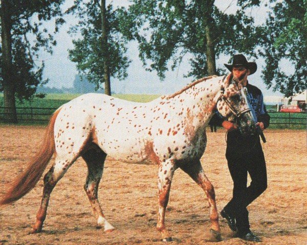 horse Feature Illusion (Appaloosa, 1993, from Ev's Red Baron)