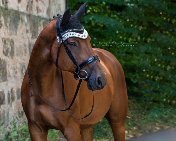 Springpferd Chacco Pazzo (Bayer, 2006, von Chacco-Blue)