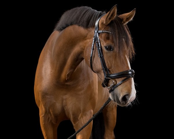 dressage horse Emilio 128 (Westphalian, 2011, from Ehrenwort)