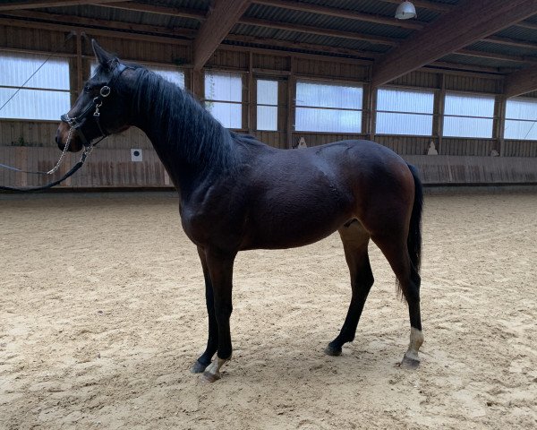 Pferd Dolce Desiderio (Oldenburger, 2019, von Destano)