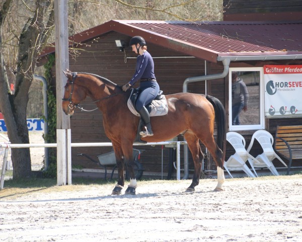 jumper Glückspfeil E (Westphalian, 2011, from Goldfever 3) jumper Glückspfeil E (Westphalian, 2011, from Goldfever 3)