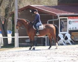 jumper Glückspfeil E (Westphalian, 2011, from Goldfever 3)