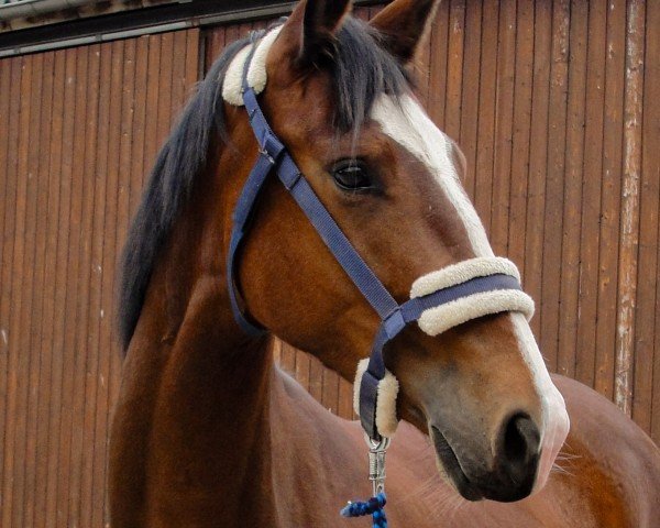 horse Fly (Zangersheide riding horse, 2023, from Farbenspiel)