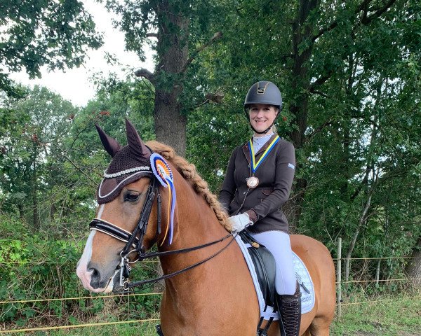 Dressurpferd Magic Whisper (Nederlands Welsh Ridepony, 2006)