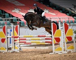jumper Invictus 9 (KWPN (Royal Dutch Sporthorse), 2013, from Diamant de Semilly)
