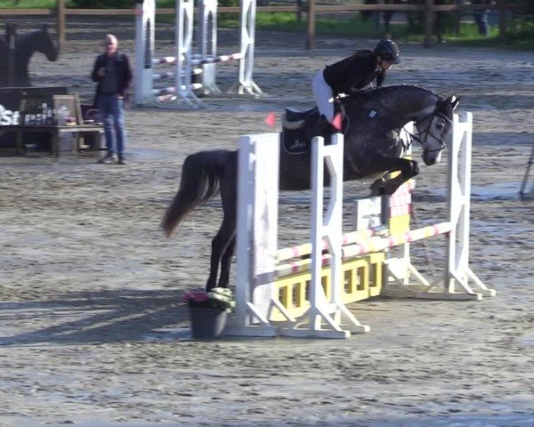 Springpferd Clarimo's Candia (Holsteiner, 2020, von Clarimo Ask)