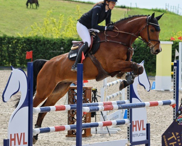Springpferd Allegro 454 (Lettisches Warmblut, 2018, von Acordplus)