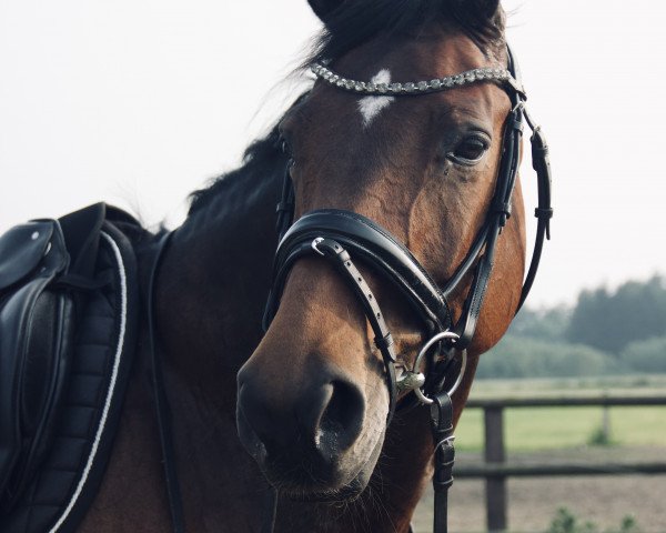 jumper Ronja (Hanoverian, 2011, from Royaldik)