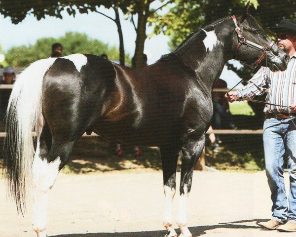 Pferd Nakai Tash Max (Paint Horse, 2007, von HR Max 198,751)