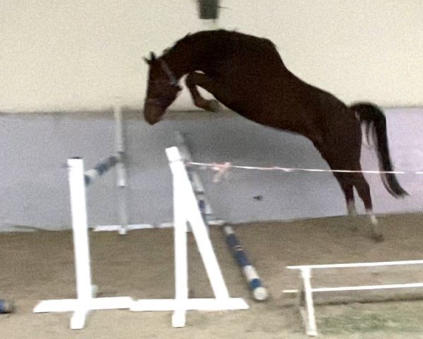 Springpferd Ti Amo Savannah FSH (Belgisches Warmblut, 2019, von Romanov)