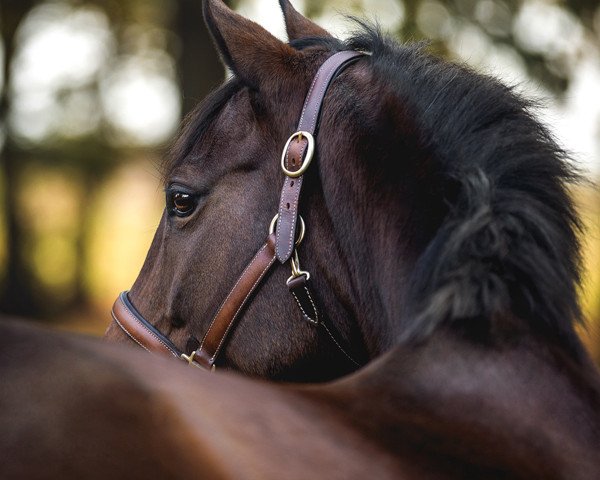 broodmare Butts Angel Delight (Hanoverian, 2014, from Duke of Hearts xx)