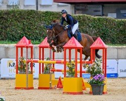 jumper Rose Du Marais DD (Belgian Warmblood, 2017, from Kannan)