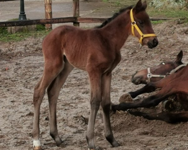 broodmare Butts A Mail Ya (Hanoverian, 2021, from Jaguar Mail)