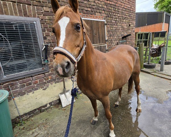 Zuchtstute Coco Chanel 272 (Deutsches Reitpony, 2011, von Capri Moon)