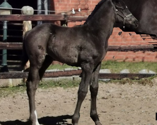 horse Valentin (Hanoverian, 2021, from Viscount 22)