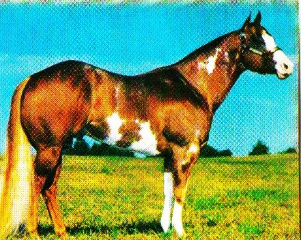 Pferd Barlnk Tardy Too (Paint Horse, 1991, von Barling Macho Man)