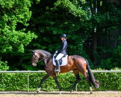 Dressurpferd Philou Diamond (KWPN (Niederländisches Warmblut), 2020, von Daily Diamond)