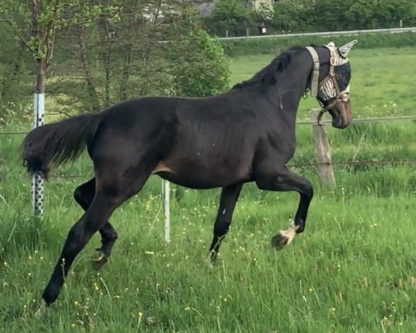 horse Jovian`s Joy MT (German Sport Horse, 2024, from Jovian)