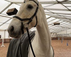 jumper Cicero 124 (German Sport Horse, 2012, from Carpalano)