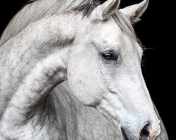 Caballo de salto Niccolodius (Oldenburgués, 2010, de Napoleon Quatre)