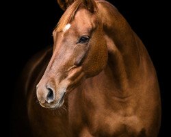 broodmare Dolsche Rita (Oldenburg, 2015, from Duke of Hearts xx)