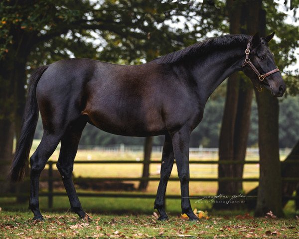broodmare Sweet Ross Vita (Hanoverian, 2015, from Duke of Hearts xx)