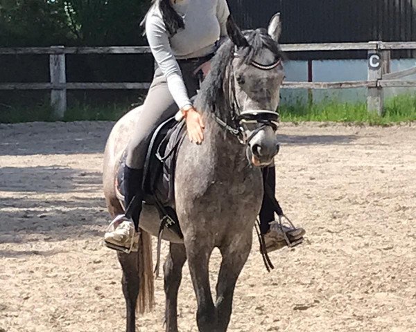 horse Annemein (Andalusians/horse of pure Spanish race, 2018)