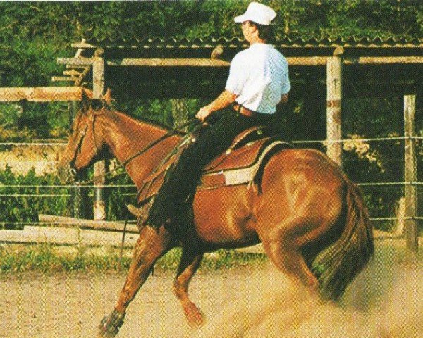 broodmare Red River Molly (Quarter Horse, 1987, from Topsail Cody) broodmare Red River Molly (Quarter Horse, 1987, from Topsail Cody)