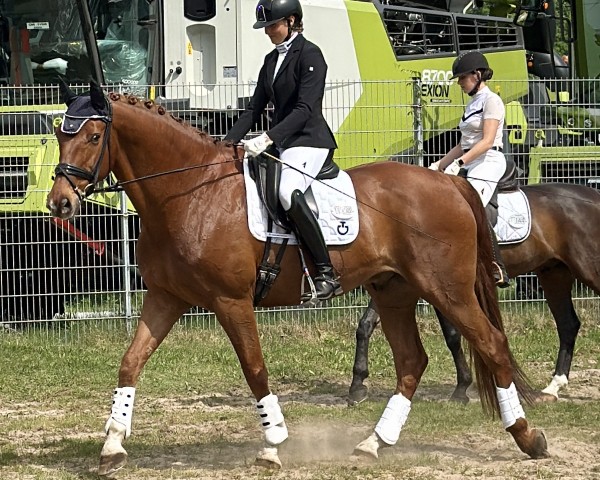 dressage horse Keep-in-Mind (KWPN (Royal Dutch Sporthorse), 2015, from Zardando)