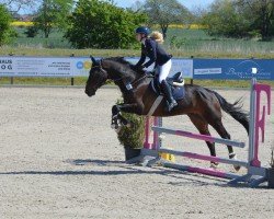 dressage horse Dolittle 23 (Mecklenburg, 2005, from Don Aurillium)