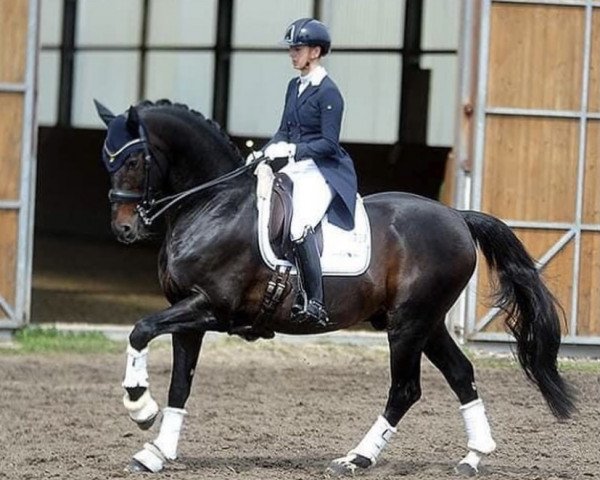stallion SHIZEIDO GJ (Swedish Warmblood, 2013, from Sezuan)