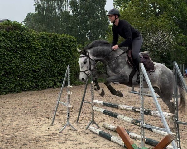 horse Cornet`s Landrebell (German Sport Horse, 2021, from Cornet's Edition)