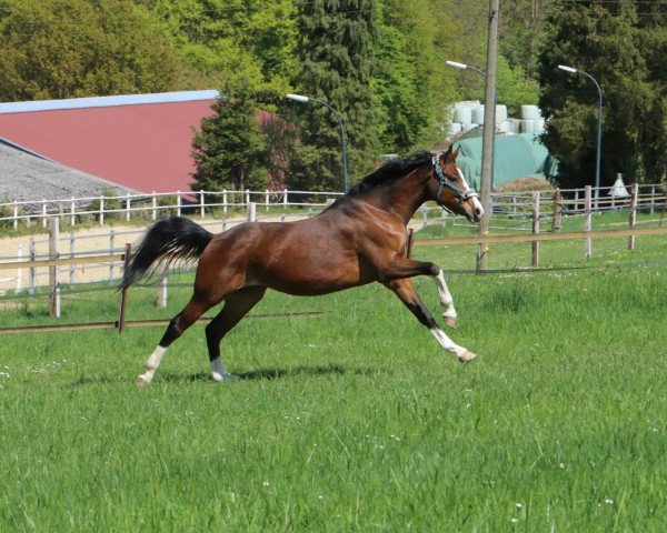 horse Berta Braun (Westphalian, 2019, from Callaho's Benicio)