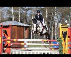 jumper Roxella Z (Zangersheide riding horse, 2016, from Hahnenhofs Rox du Rouet)