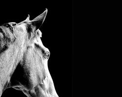 dressage horse Freudenfranz (Westphalian, 2014, from Franziskus FRH)