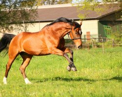 dressage horse Wolkano (Hanoverian, 2003, from Wolkenstein II)