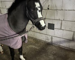Dressurpferd Beukenhoeve Aitor (KWPN (Niederländisches Warmblut), 2019)