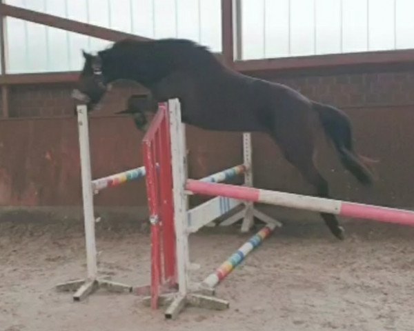 Pferd Fly away (Hannoveraner, 2018, von Figari)