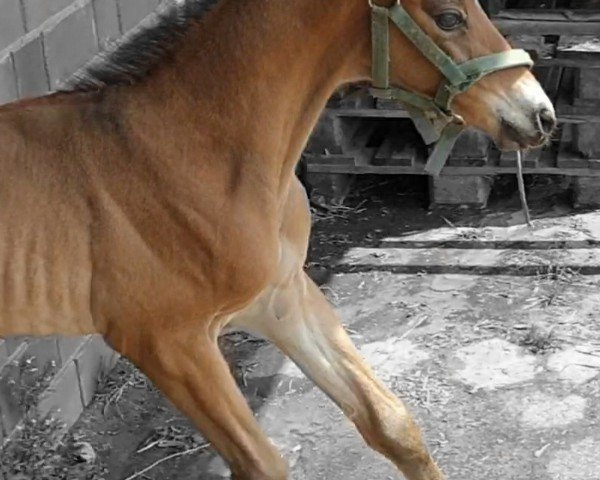 Pferd Forever my Girl (Hannoveraner, 2020, von Figari)