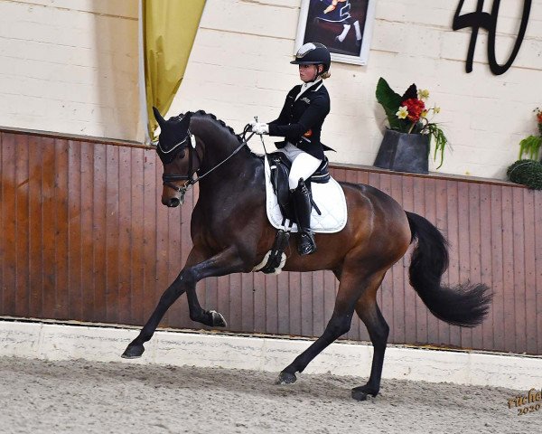 dressage horse Forever Best SE (Westphalian, 2016, from Fürsten-Look)