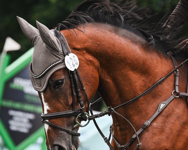 Springpferd For Fantaghirò (Westfale, 2016, von For Pleasure)