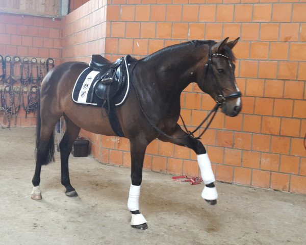 Pferd Sandro da Silva M (Hannoveraner, 2009, von Show Star)