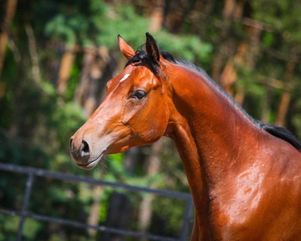 horse Empire Queen (Trakehner, 2018, from Perpignan Noir)