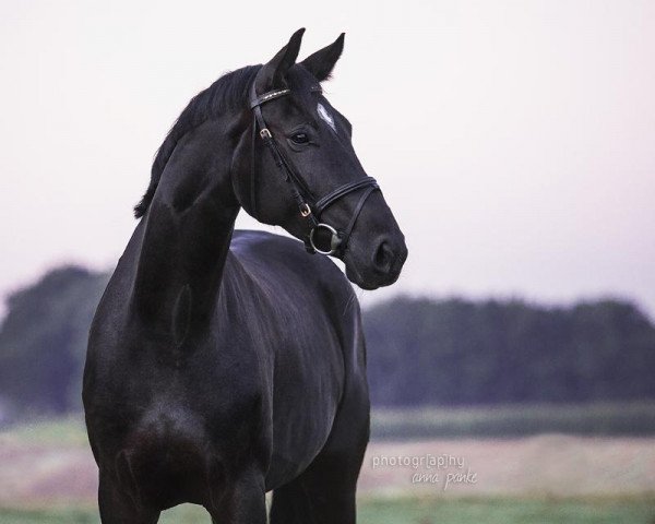 dressage horse Amira 211 (Westphalian, 2010, from Arpeggio)