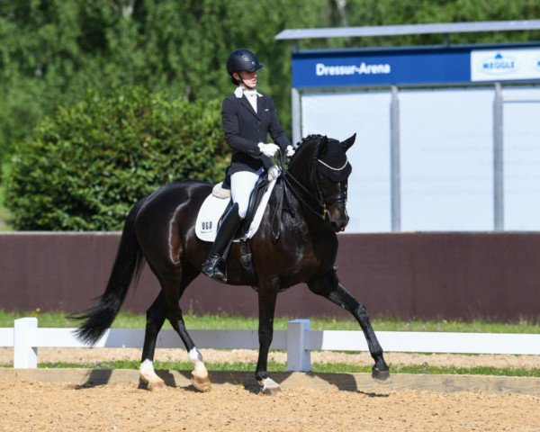 Dressurpferd Fantasia 124 (Hannoveraner, 2012, von Foundation 2)