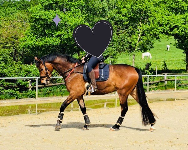 horse Mr. Minero (Trakehner, 2021, from Sir Easy)