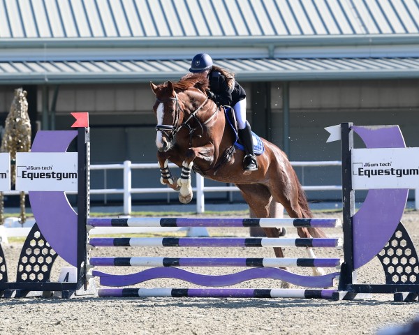 jumper Brianne Gold (Oldenburg, 2018, from Serano Gold)