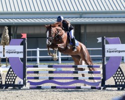 Springpferd Brianne Gold (Oldenburger, 2018, von Serano Gold)