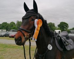Springpferd Balerion R (Hannoveraner, 2020, von Big Star)