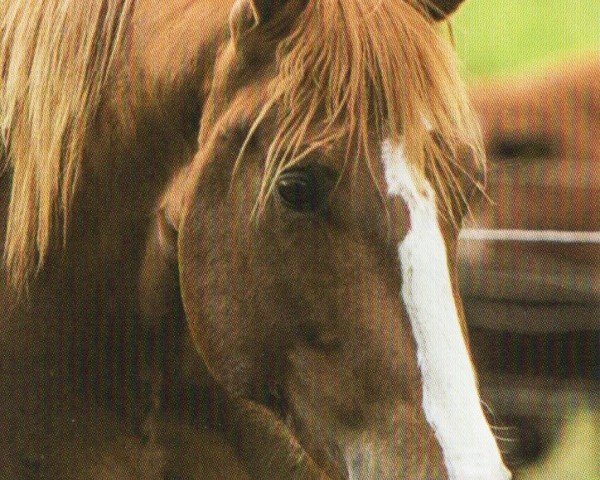 horse SH Air To Bev (Quarter Horse, 2014, from Bevs Sujo)